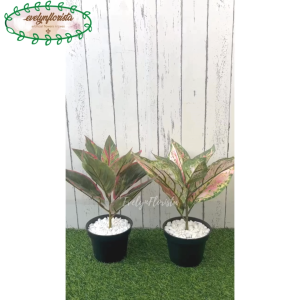 Pohon Artificial Daun Aglonema Lipstick Variasi Hijau & Pink Pot Dasar Hitam Dekorasi Balkon Apartement
