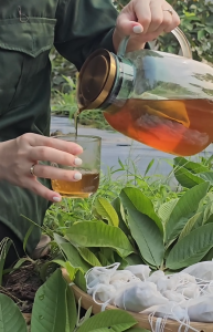 [COMBO 2 HỘP 120 TÚI] Trà Lá ổi Giảm Cân thon gọn vóc dáng eo bụng bắp tay bắp chân