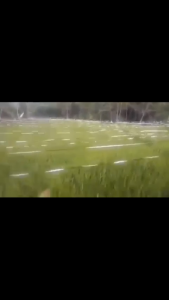 TALI PERAK PENGUSIR BURUNG SAWAH 800 METER - KUAT TIDAK KUSUT