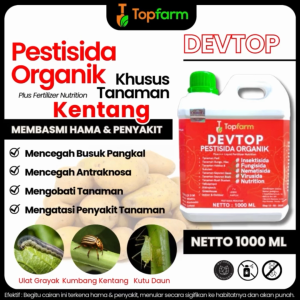 Obat Hama Trips Di Daun Kentang / Obat Jamur Tanaman Kentang / Obat Daun Untuk Tanaman Kentang / Obat Hama Kentang Daun Keriting / Obat Racun Tanaman Kentang / Obat Kentang Buat Akar Dan Layu