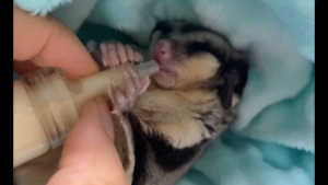 ขวดนมสัตว์เล็ก ขวดนมจิ๋ว ขวดนมแก้ว ขวดนมชูการ์ไกรเดอร์ ขวดนมชูการ์ ขวดนมกระรอก ขวดนมแฮมสเตอร์ ขนาด 10 ml