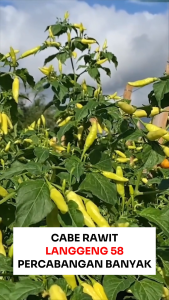 Benih Cabe Rawit LANGGENG 58 Kemasan 10gr Cabai Unggul Asli Cap MMT