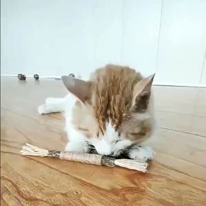 Pet Chew Toys For Cat Teeth Cleaning Safe and Reliable Dental Toy Indoor Cat Sports and Play