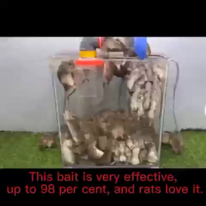 Rat killer poison Rat lure that mice like to eat Pellet trap Rat Repellant for Home Rat Poison Lason sa Daga Rat Killer for Home Rat Poison Killer Mouse Repellent Mouse Killer Lason sa Daga sa Bahay Pamatay pest control pamatay sa daga