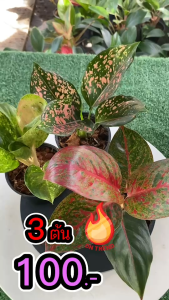 กระถาง 4 นิ้ว (ชุดอโกนีมา มงคลร่ำรวย) ทรัพย์มงคล รับเงินรับทอง กำไลหยก