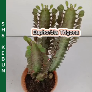Euphorbia Trigona Succulent Pokok Indoor Outdoor Cactus Live Plant SHS Kebun