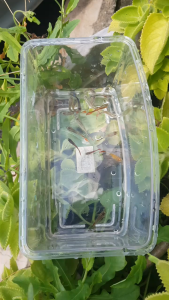 Guppy Rojak (10 ekor) + 2 ekor percuma