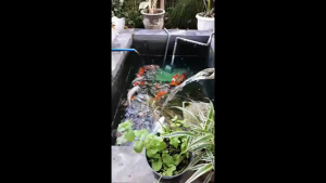 {\n    \"article\": \" Power Head Pompa Celup Aquarium Hidroponik Low Watt - Mesin Air Terjun Kolam Ikan Koi Arwana 4000L/H