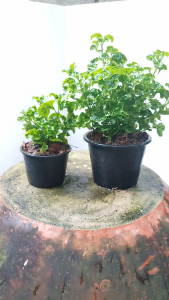 ต้นวอเตอร์เครส กระถาง7.5นิ้ว ต้นใหญ่ Watercress สลัดน้ำ ผักน้ำ วอเตอร์เครส วอเตอร์เครสเขียว วอเตอร์เครส คือ วอเตอร์เครส คุณค่าทางโภชนาการ - Lazada