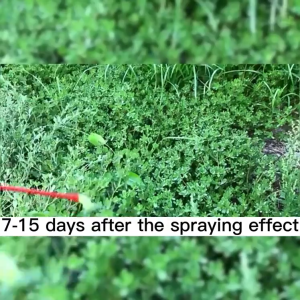 Supermax 7 days weeding Herbicide for grass and weeds Weed and grass killer Grass killer chemical Efficient