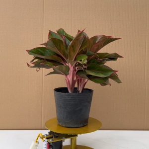 Cây Phú Quý - Cây Cảnh Phong Thủy Cây Văn Phòng