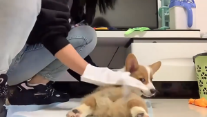 Pet Wipes Hand-free Gloves Cat Cleaning Wipes Dog Bath Disinfectant Paper Disposable Wet Paper