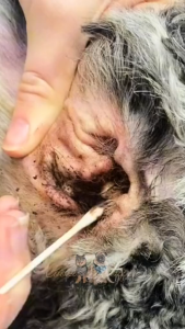 PurPaws Pet Ear Cleaner: Effective Earwax Removal & Odor Control for Dogs & Cats