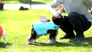 【Top-Rated Product】 Pet Pantry Shark Mermaid Swimsuit Dog Life Jacket Lifesaver Pet Vest Safety Clothing for Swimming Pool Beach Boating