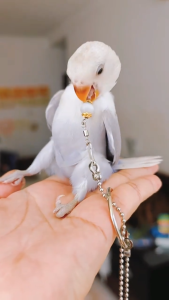 โซ่คล้องนกสแตนเลส ขายกับปลอกคอนกแก้ว สายจูงนกแก้ว สายฝึกบิน ห่วงคล้องคอนก มีขนาดให้เลือก หงส์หยก ค๊อกคาเทล ซันคอนัวร์