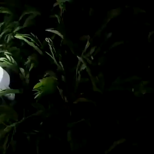 New Solar Emergency Light Bulb Rechargeable Portable Outdoor Camping Lamp Built-in Battery Night Market LED Light with Panel