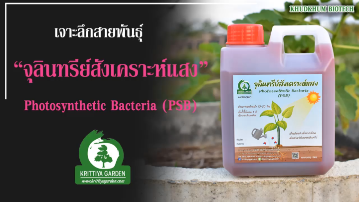 หัวเชื้อจุลินทรีย์สังเคราะห์แสงสีม่วง ตราไร่กฤติยา สูตรไม่สะสมกำมะถัน 1 ลิตร