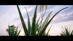 Forever Living Aloe Vera Gel  (Exp: July - 2027)