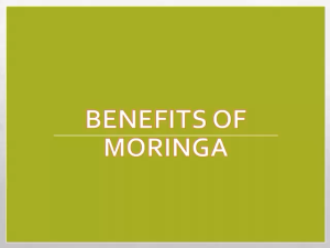 Moringa Tea  辣木茶 (Miracle Stuffs)