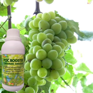 Pupuk Buah Super Lebat & Anggur Cepat Berbuah