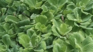 จอกกุหลาบ ใหญ่พิเศษ ไม้น้ำสวยงามมาก ประดับบ่อปลา มีรากเยอะปรับสภาพน้ำได้ดี เลี้ยงง่าย โตไว