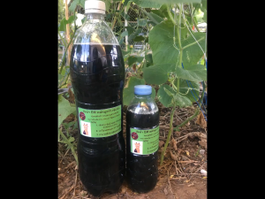 น้ำหมักขี้วัว หมักปู๋ยคอกมูลวัวด้วยEM เป็นอาหารจานด่วนพืช