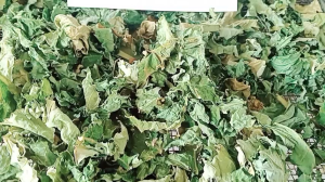 1kg lá đu đủ đực sấy lạnh khô