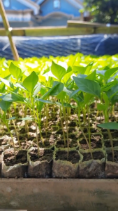 Paket 10 Bibit Cabe Rawit Super Unggul