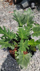 ฟิโลเดนดรอน ซานาดู ฟิโลใบมะละกอ Philodendron xanadu Croat