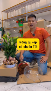 CỦ HOA LY CAO LY THƠM - Hàng nhập khẩu Hà Lan Loại nở 5-7 nụ nhiều màu sắc (Tặng kèm phân xơ dừa) Tặng Kèm Phân Xơ Dừa Cho Cây Hoa - Lazada