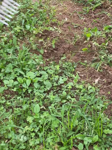 5/7 Gigi Alat Berkebun Cangkul Penyiangan Rake Penyiangan Besi Tugas Berat Rake Besi Weeder dengan