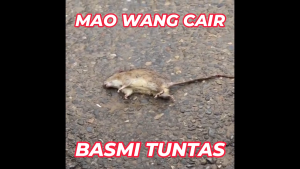 [Paket 10 Biji] Racun Tikus Paling Ampuh Mao Wang  Maowang CAIR MERAH Mati Kering Ditempat Tanpa Bau Anti