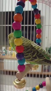 ของเล่นนกแก้ว ของเล่นนก ของเล่นฝึกนก ของเล่นเชือกไต่หลากสี ชิงช้านกแก้ว คอนยืนนก ตกแต่งกรง เหมาะสำหรับยนกทุกชนิต