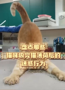 Catnip Mint Catmint Catwort Catswort Cat Snack Treats Repacking Fine Cut Herb Coarse Cut Pokok Galak Snek Kucing猫薄荷 零食