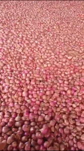 Bawang Merah BIASA ukuran campur Rempah Asli Garut 1kg