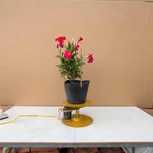 Cây Huỳnh Anh Đỏ - Cây Trang Đài Leo - Cây Cảnh Sân Vườn