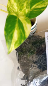 Set Sâm Rong Biển - Giúp thanh nhiệt giải độc mát gan dể ngủ.