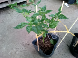 Cây ớt trái tim đang cho hoa cao 30-40cm - cây giao như video