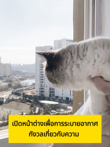 แข็งแรงกว่าร้านอื่น3เท่า ARIDOOมุ้งลวด วัสดุไฮเอนด์อุตสาหกรรมมุ้งลวด ม่านหน้าต่าง สารหน่วงไฟกันแมวขูด มุ้งกันยุงหน้าต่าง ทำความสะอาดง่าย ทนต่อแสงแดดสีไม่่ซีดจาง มุ้งลวดสำเร็จ มุ้งลวดหน้าต่าง มุ้งหน้าต่าง ม่านกันยุงหน้าต่าง มุ้งลวดกันยุง ม่านหน้าต่างกันยุง