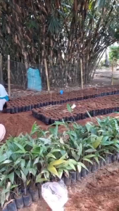 Bibit Salak Pondoh Super