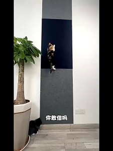 【LoveTail】 พรมลับเล็บแมว ป้องกันรอยขีดข่วน มีกาวในตัว แผ่นลับเล็บแมว สำหรับรองเฟอร์นิเจอร์