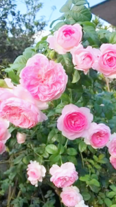 Nước Giặt Fuwa3e Chai 500ml Đủ Mùi Chính Hãng An Toàn Cho Cả Mẹ và Bé