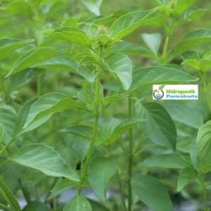 Benih Kemangi ARUMI 10 Gram Cap You Seed