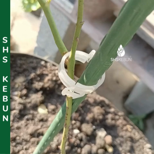 Vine Clip Clamp (100pcs) Hanging and Supporting Vine Crop Plant Clamp White Plastics Klip Pengepit Pengapit Akar Pokok SHS Kebun