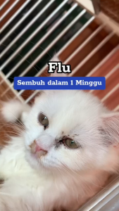 Obat flu pilek dan demam pada kucing 60ml antibiotik flu demam batuk suplemen vitamin kiten
