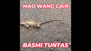 [Paket 10 Biji] Racun Tikus Maowang Mao Wang CAIR MERAH Ampuh Mati Kering Tidak Bau Kualitas Super