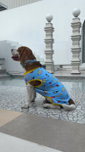 ชุดว่ายน้ำสัตว์เลี้ยง ชุดคู่สัตว์เลี้ยง swimwear เฉพาะชุดสัตว์เสี้ยง | CLAWSET.BKK