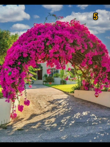 How to Grow Assorted Colors Bougainvillea Cuttings