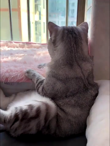 【Ada Catnip】Mainan Kucing /Tower Mainan Interaktif Kucing Play/ Cat Toys Tower 4 Susun Interaktif