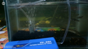 YANG YY 001 - Mesin Aerator BATERAI 1 Lubang Gelembung Udara YY001